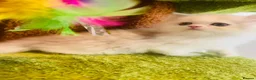 Munchkin cats for sale: Show-Quality Minuet Kittens – Rare in the UK - Advert 13