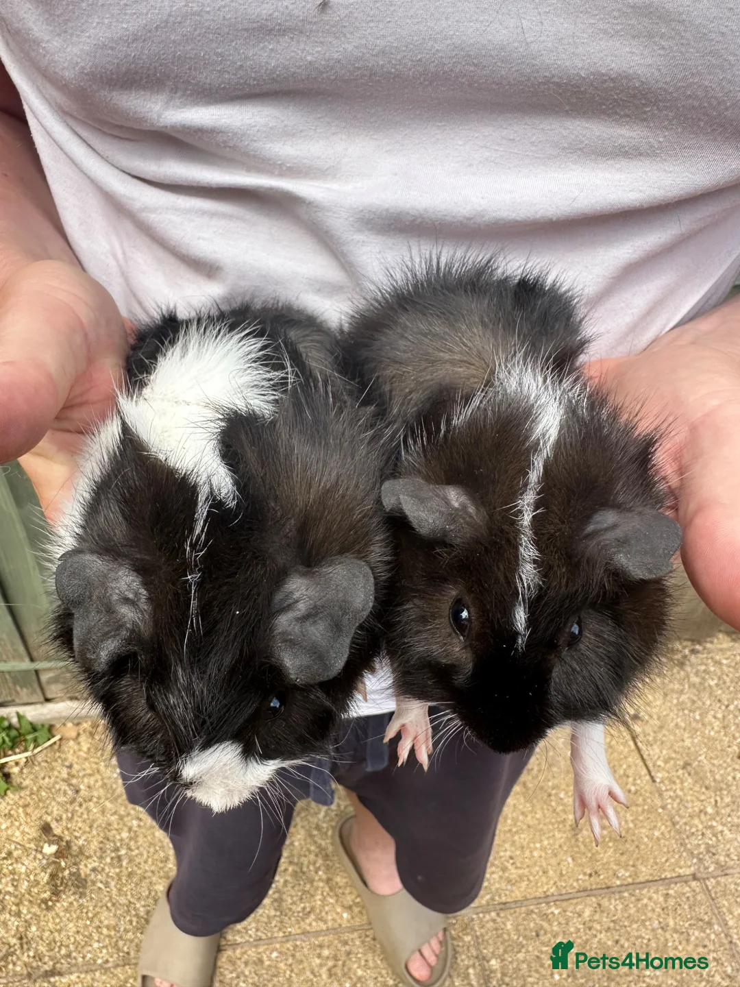 Guinea Pig rodents for sale: AVAILABLE Bonded pair of male piglets ready now! - Advert 2