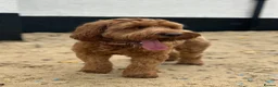 Australian Labradoodle dogs for sale: Australian labradoodle puppies expected soon. - Advert 3