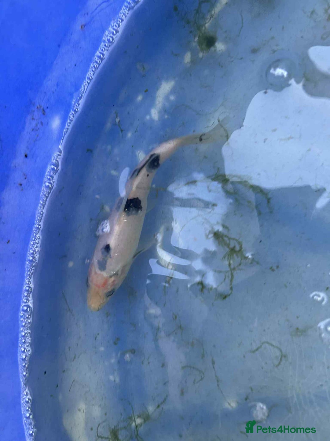 Koi Carp fish for sale: Koi for sale - Image 13