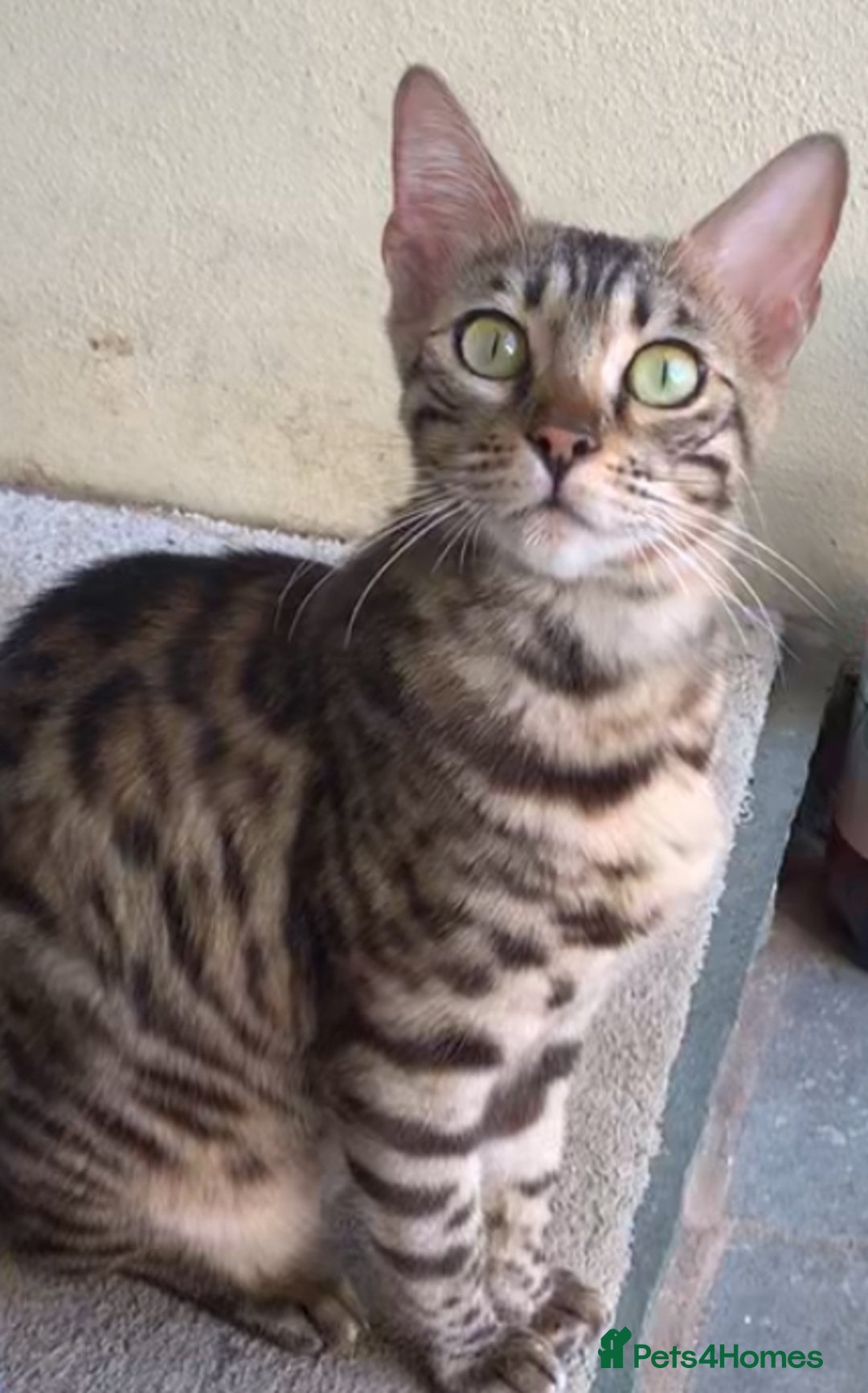 Bengal cats for sale: MIXED BENGAL KITTENS - Image 20