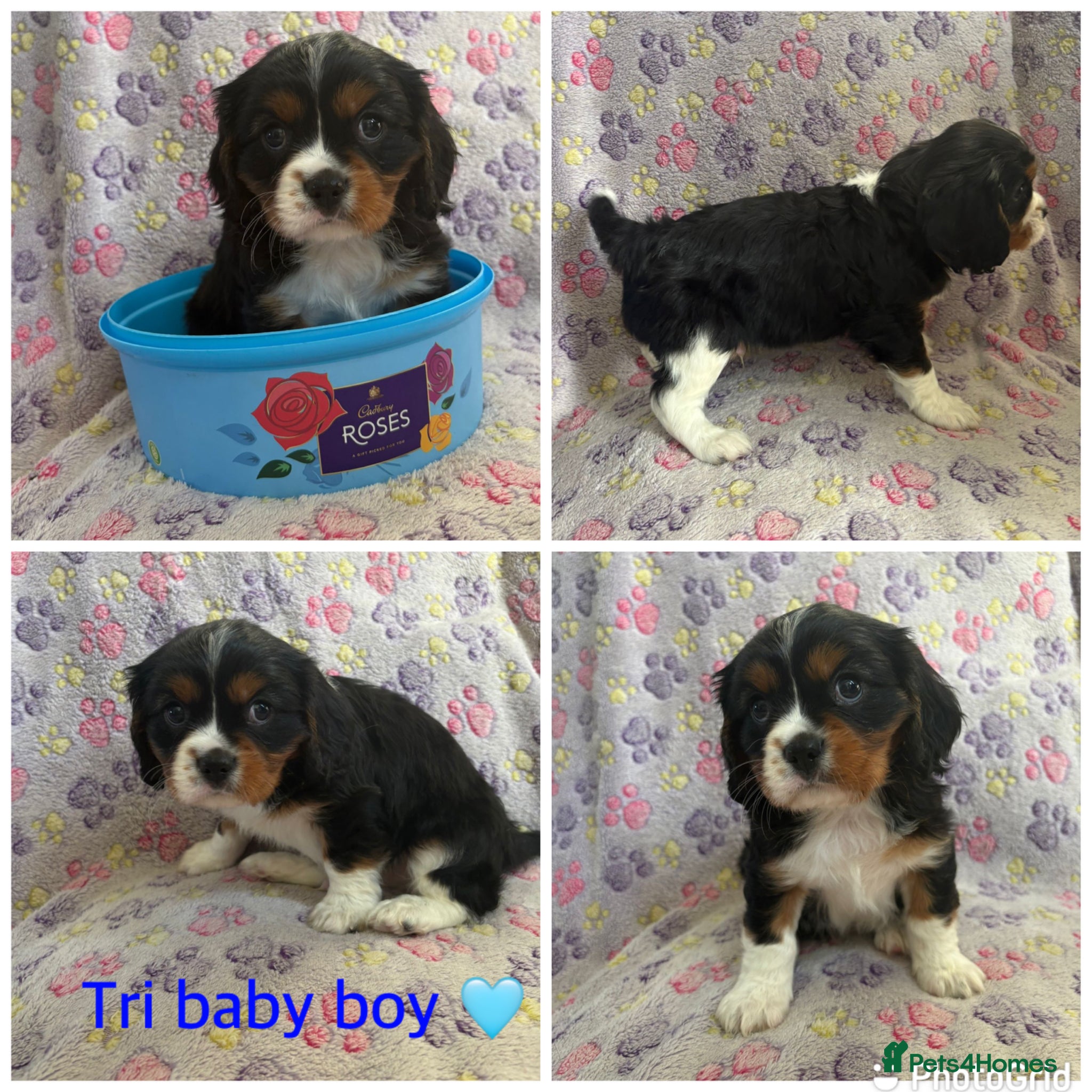 Cavalier King Charles Spaniel dogs Cavalier King Charles spaniel puppies❤️ - Advert 4
