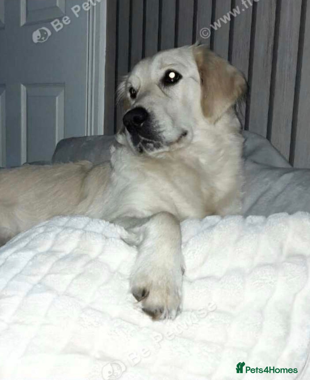 Goldador dogs Beautiful chunky Goldador girl - Advert 1