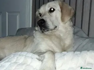 Goldador dogs Beautiful chunky Goldador girl - Advert 1