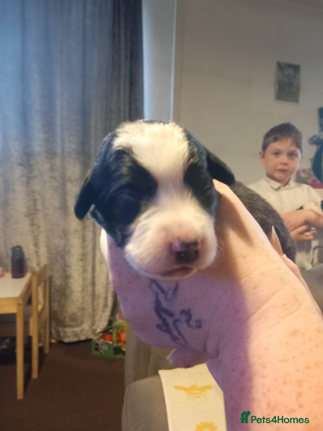 Sprollie dogs for sale: Sprollies - Image 11