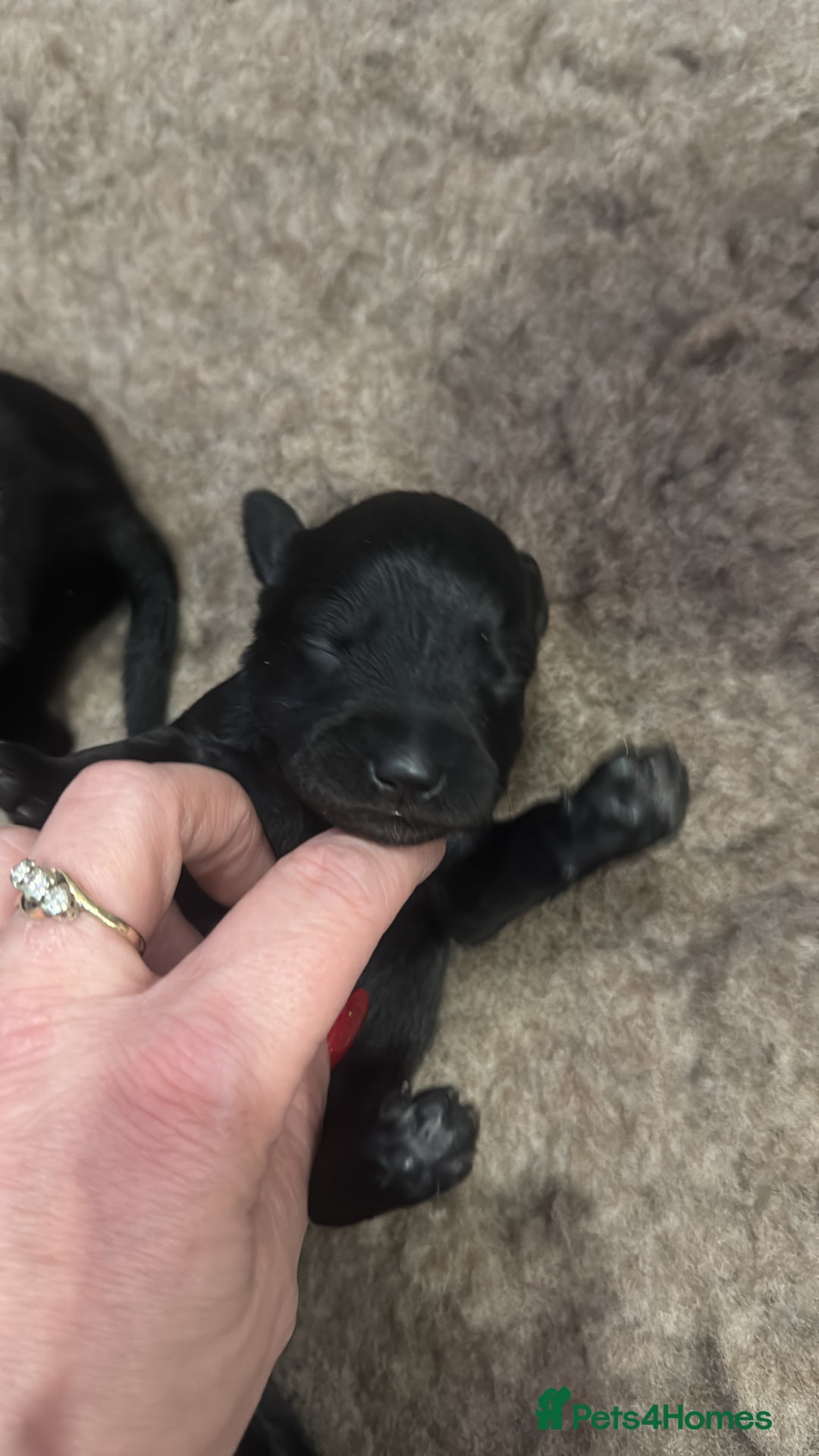 Miniature Schnauzer dogs for sale: Miniature Schnauzer pups for sale - Advert 13