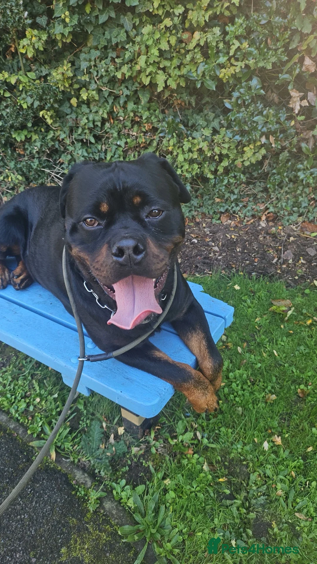 Rottweiler dogs for sale: Thito  in Rugeley - Advert 2