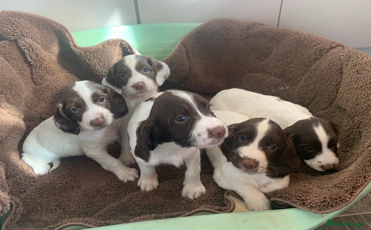 English Springer Spaniel dogs - Advert 14