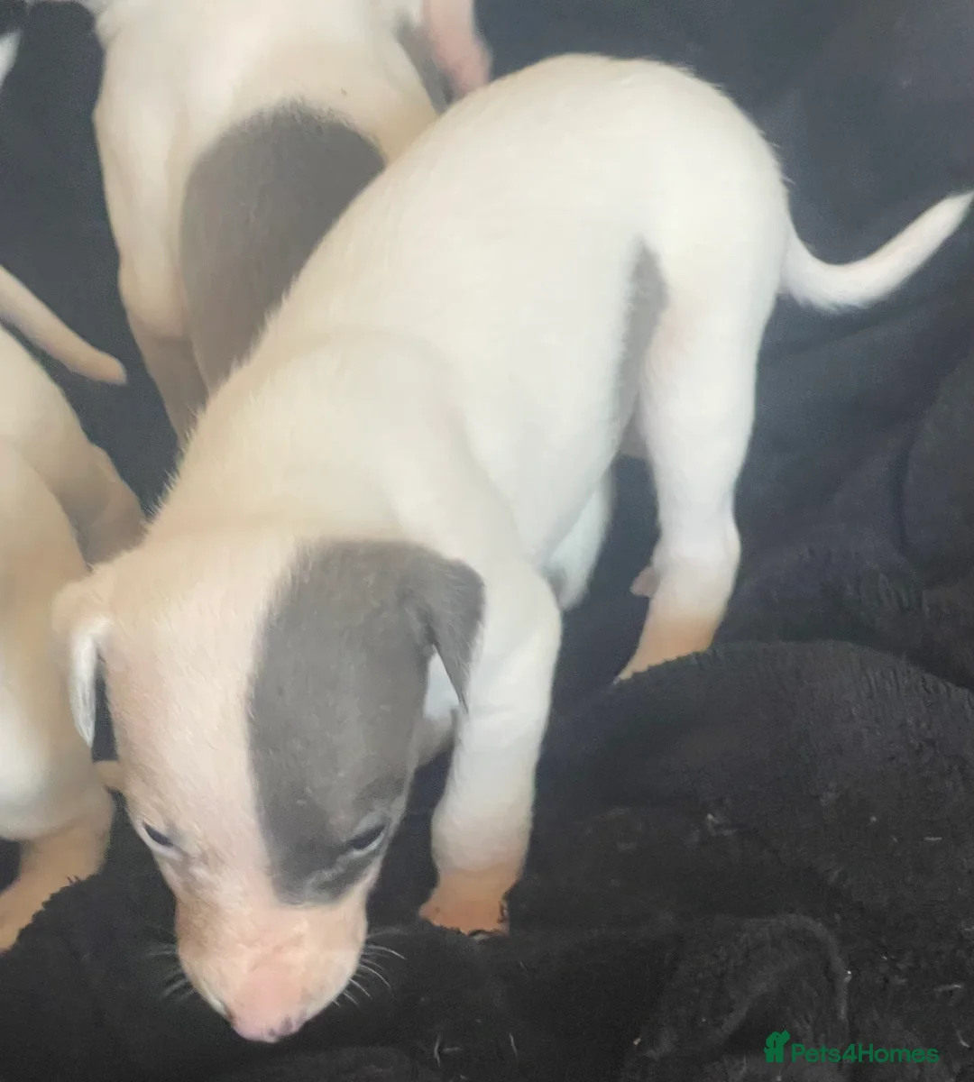 Whippet dogs for sale: Whippet puppies for sale - Advert 14