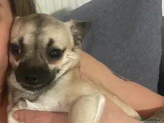 Chihuahua dogs chihuahua puppy - Advert 3