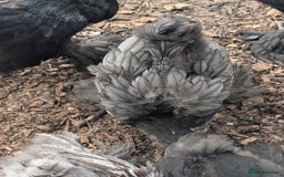 Chickens poultry for sale: Brahma-Vorwerk chicks Pure not mixed breeds - Image 6