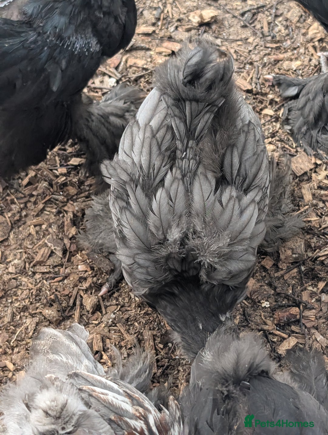 Chickens poultry for sale: Brahma-Vorwerk chicks Pure not mixed breeds - Image 6