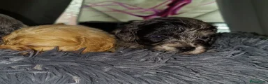 Cavapoo Puppy 1