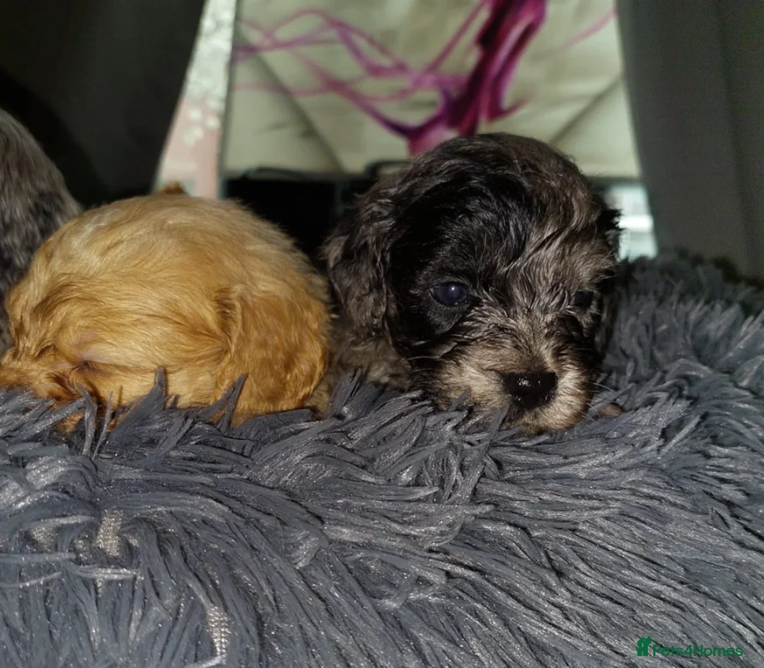Cavapoo dogs for sale: Beautiful Cavapoo Puppies Looking for Loving Homes in Portsmouth - Advert 7