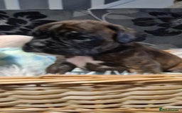 Boxer dogs for sale:  Puppies KC – Exceptional Champion Bloodlines 🐾 - Image 29