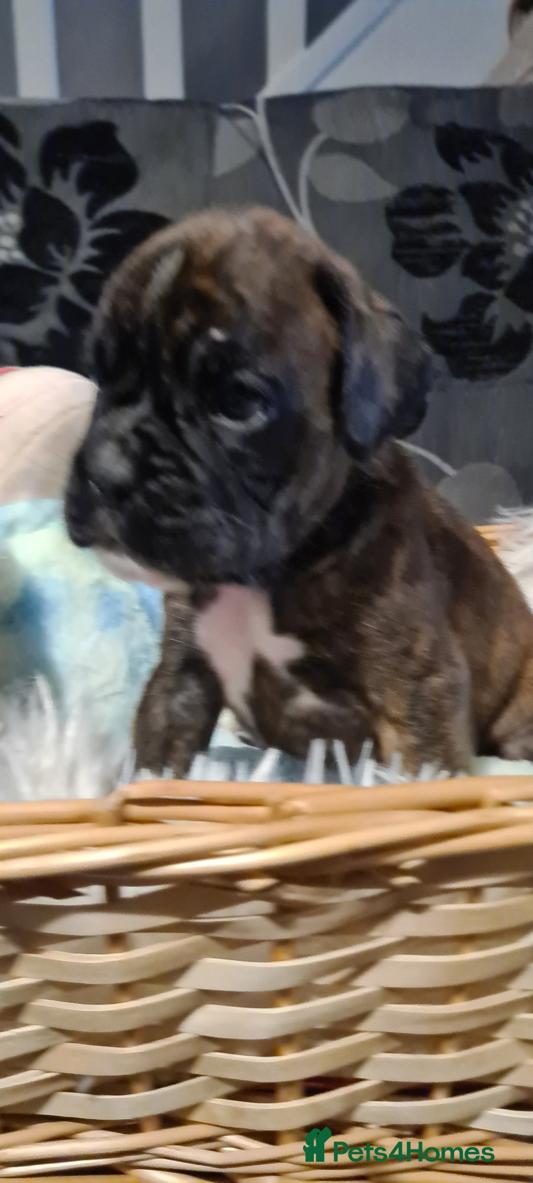 Boxer dogs for sale:  Puppies KC – Exceptional Champion Bloodlines 🐾 - Image 29