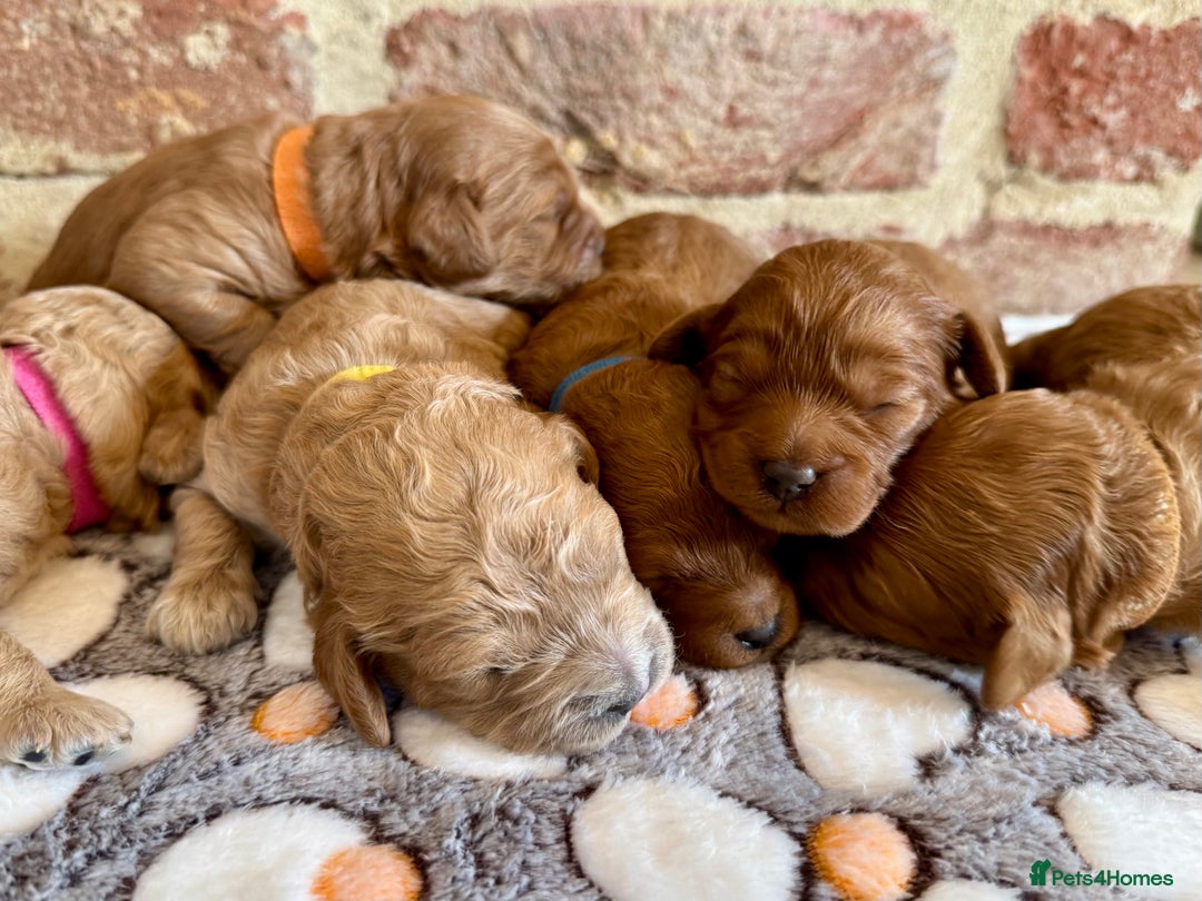 Cavapoo dogs for sale: F1b cavapoos - Image 4