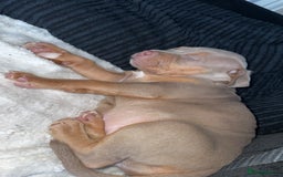 American Bulldog dogs for sale: American bulldog  - Image 1