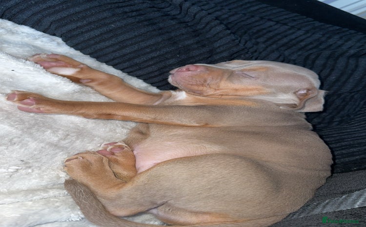 American Bulldog dogs - Advert 2