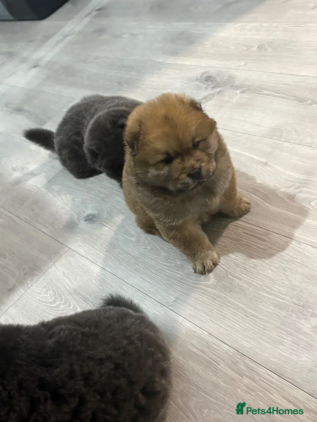 Chow Chow dogs for sale: Chow chow puppies  - Advert 1