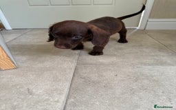 Doxiepoo dogs for sale: Daxi poos - Image 17