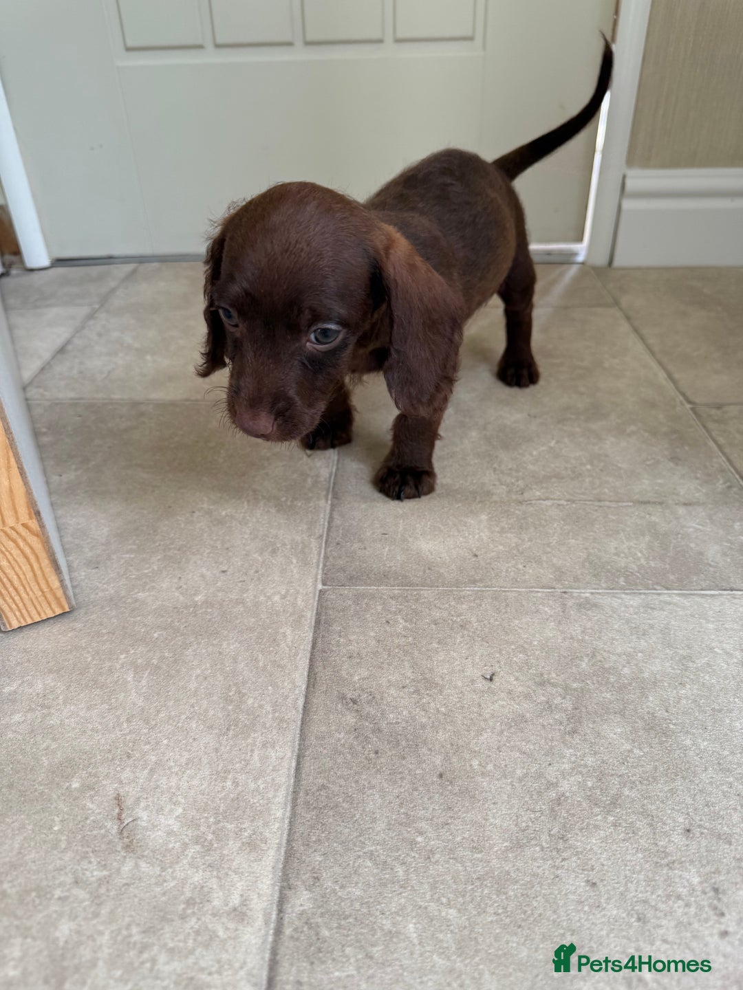 Doxiepoo dogs for sale: Daxi poos - Image 17