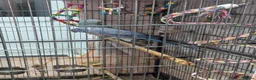 Ringnecks birds for sale: Breeding pair of violet and blue + CAGE - Advert 6