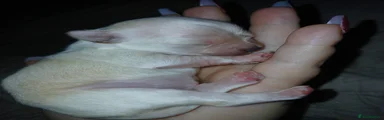Chug Puppy 2
