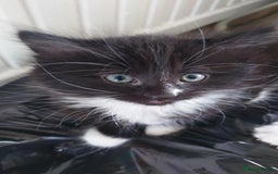 Mixed Breed cats for sale: 4 kittens ready to go  - Image 2