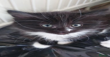 Mixed Breed cats - Advert 7
