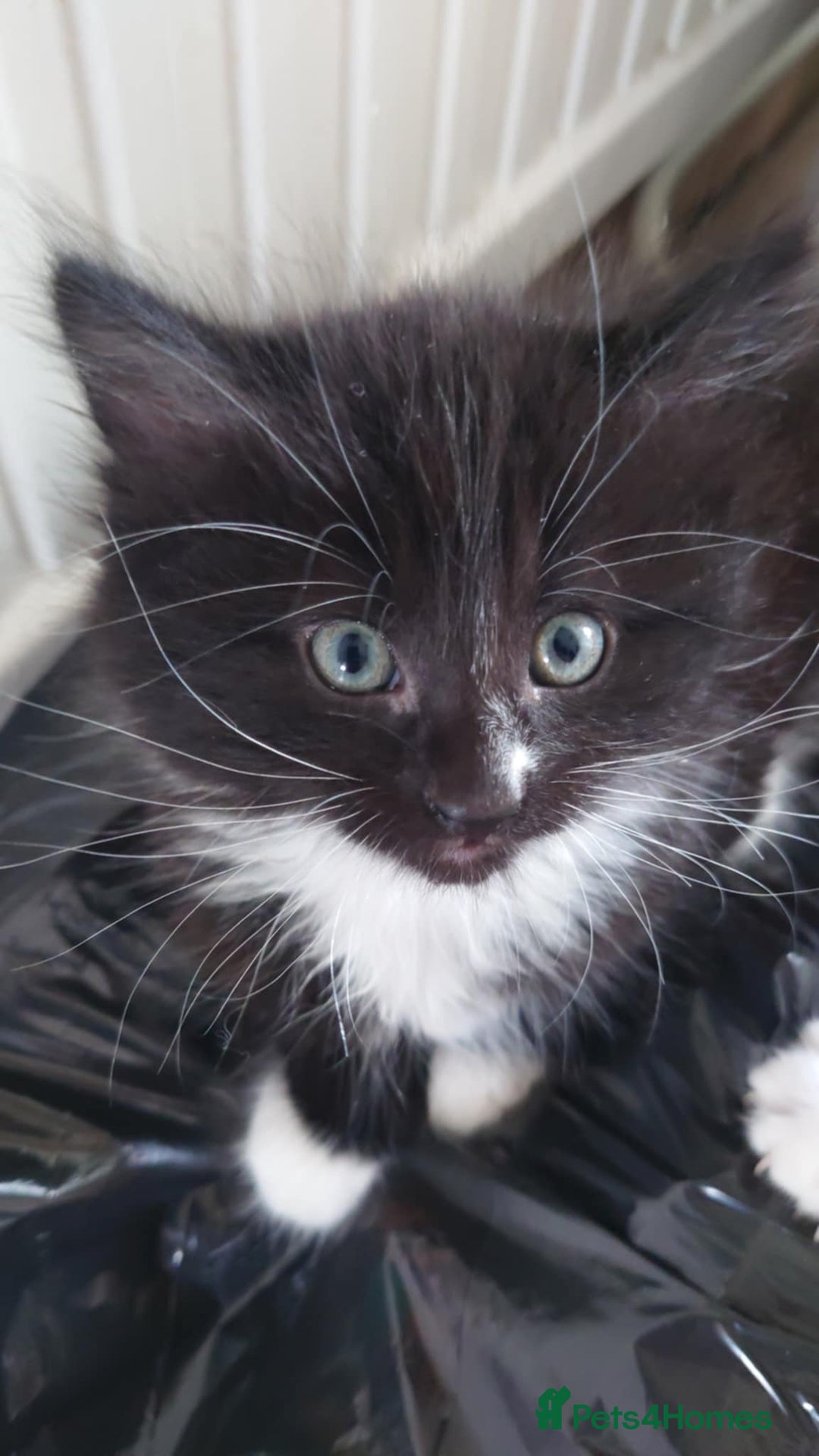 Mixed Breed cats for sale: 4 kittens ready to go  - Image 2
