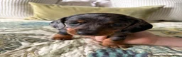 Miniature Dachshund dogs for sale: 2 x Miniature dachshund girls !  in Lincoln - Advert 5