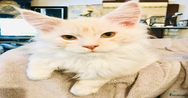Maine Coon cats - Advert 2