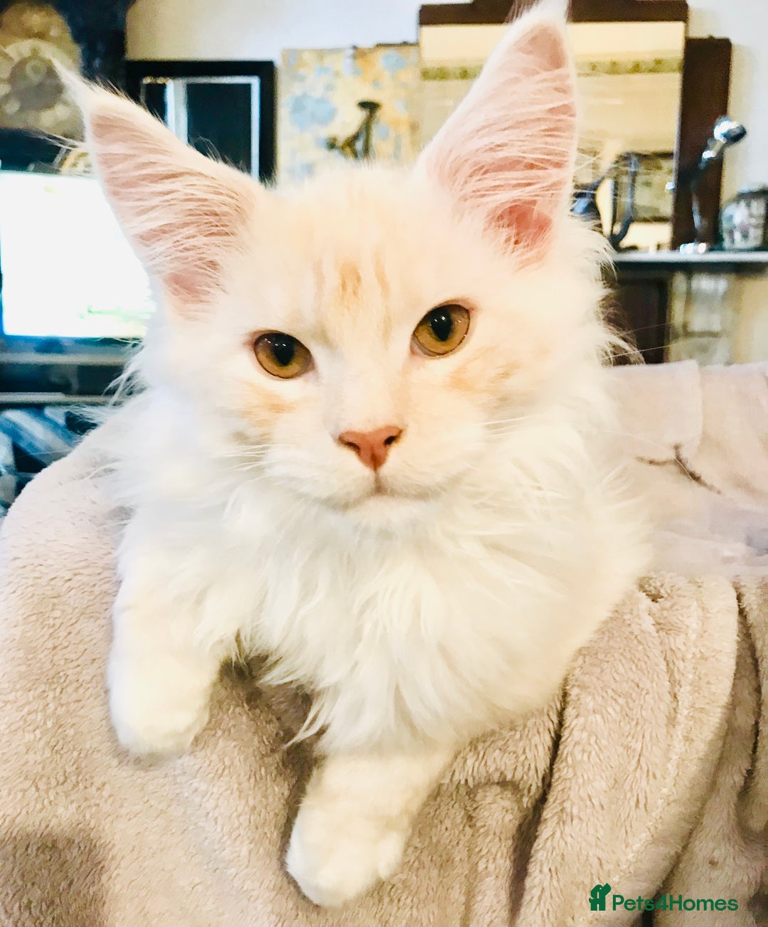 Maine Coon cats for sale: GCCF 5th Generation Pedigree Purebred Maine Coons - Image 3