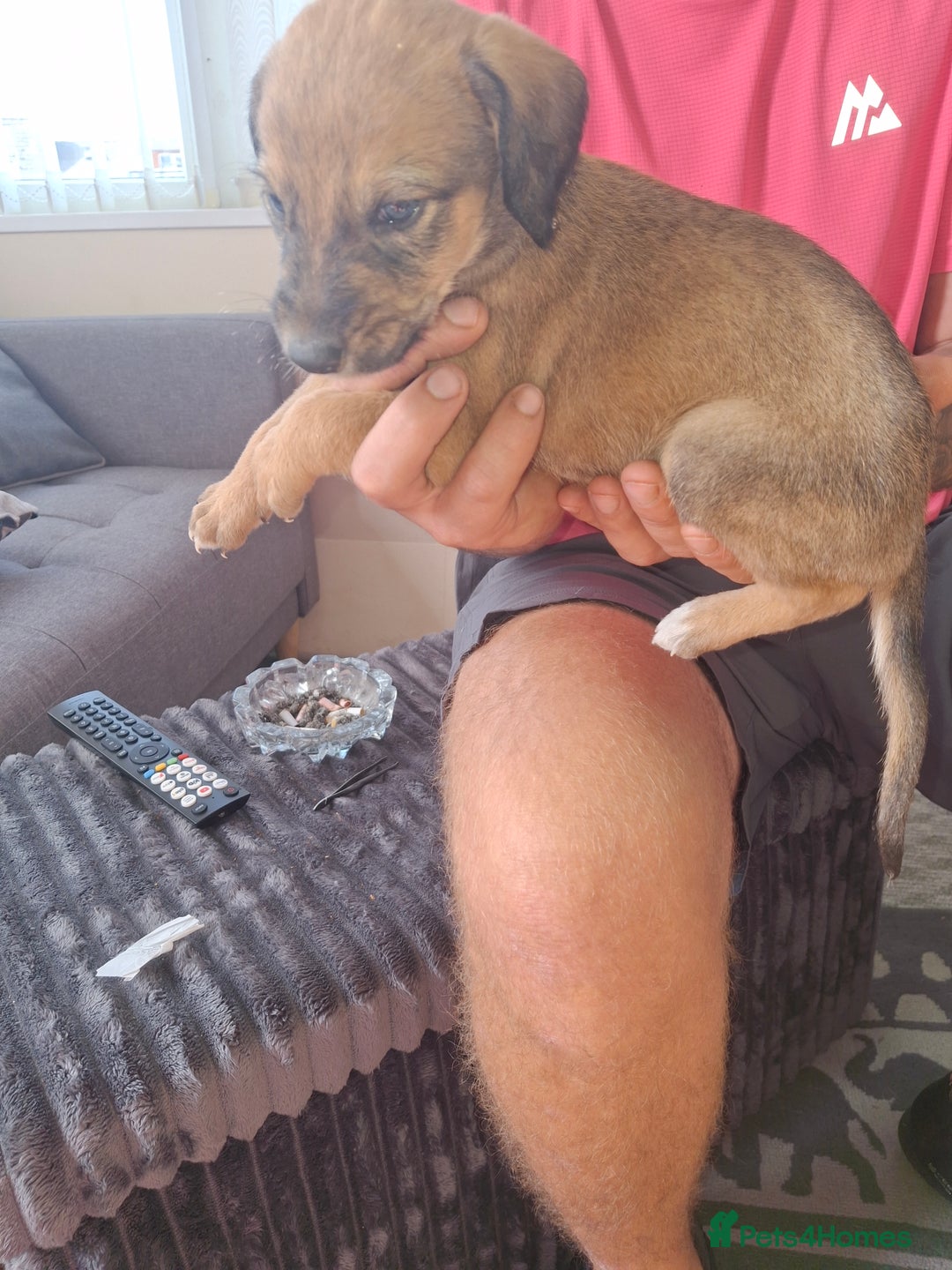 Lurcher dogs for sale: Lurcher long an short wired puppies - Image 9