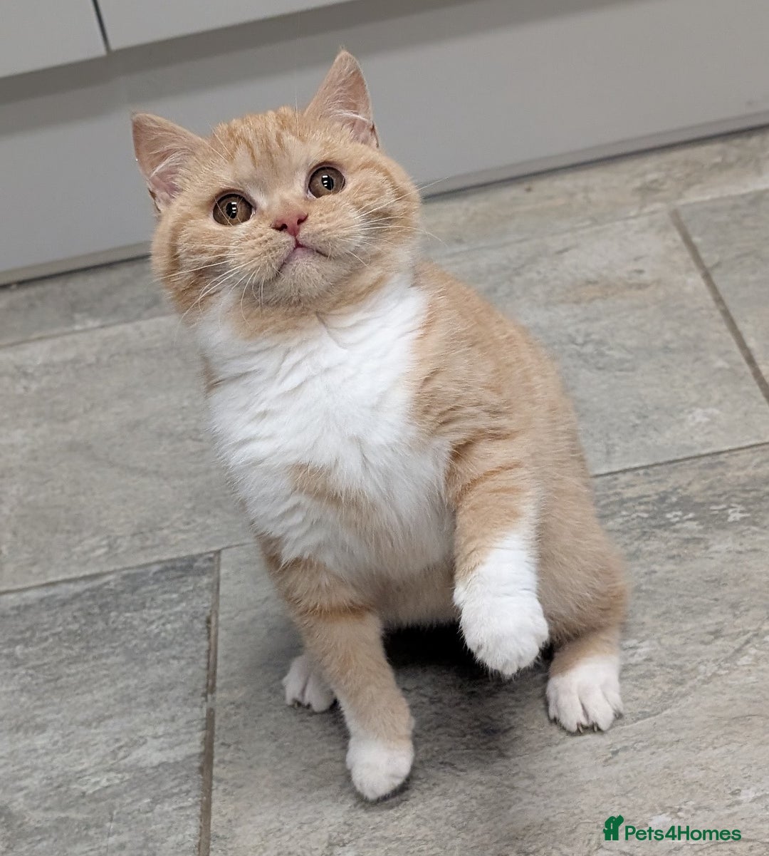 British Shorthair cats for sale: Gorgeous British shorthair kittens  - Advert 10