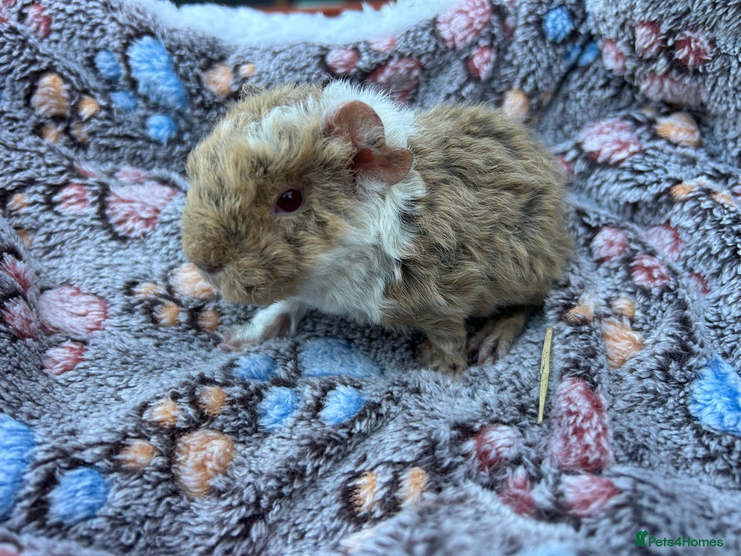 Guinea Pig rodents for sale: Guinea pigs for reservation  - Advert 10