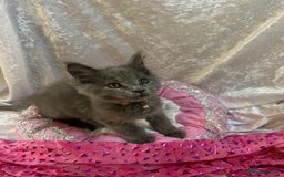 Maine Coon cats for sale: Beautiful GCCF reg Mainecoon kittens available  - Image 31