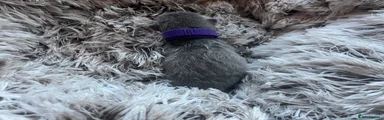 British Shorthair purple collar 