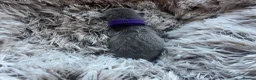 British Shorthair cats for sale: Grand imperial champion parent & grandparents  - Advert 11