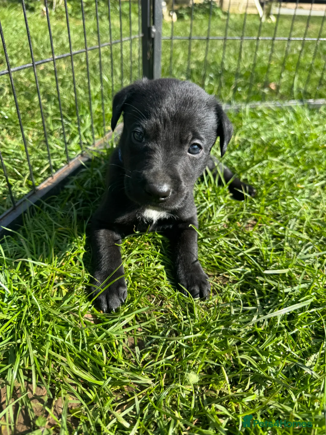 Borador dogs for sale: Beautiful Collie Cross Labrador Puppies  - Advert 31