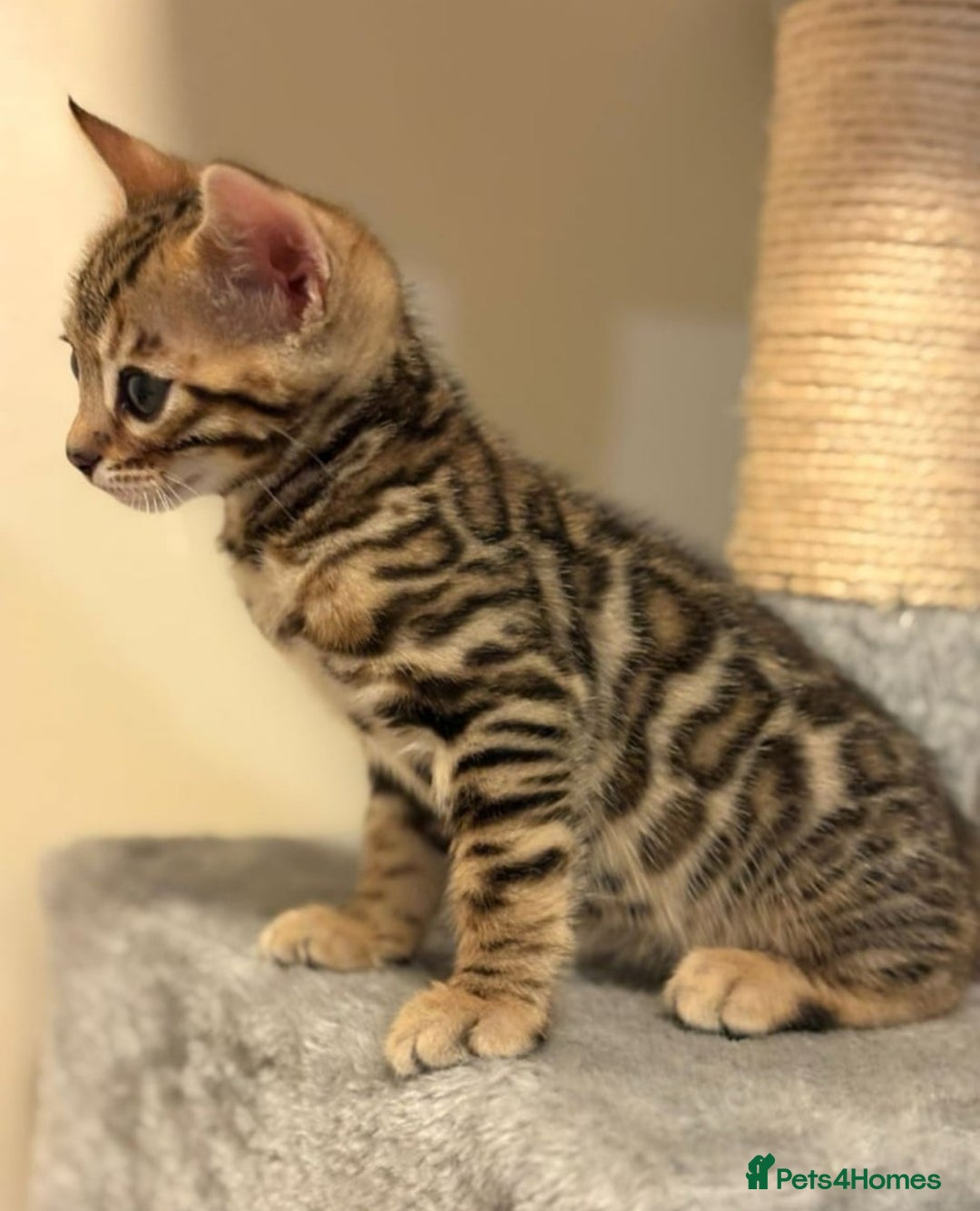 Bengal cats for sale: adorable cats - Image 2