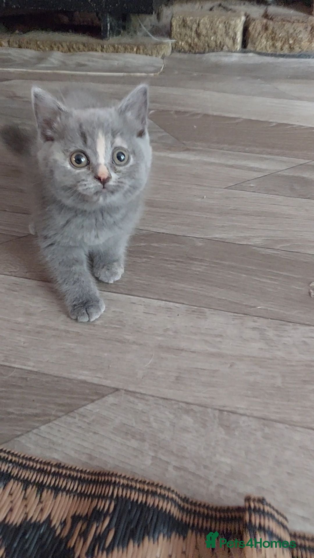 British Shorthair cats 💜 Precious Litter Of BSH Kittens 💜 - Advert 2