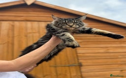 Maine Coon cats for sale: Female MCO - Image 6