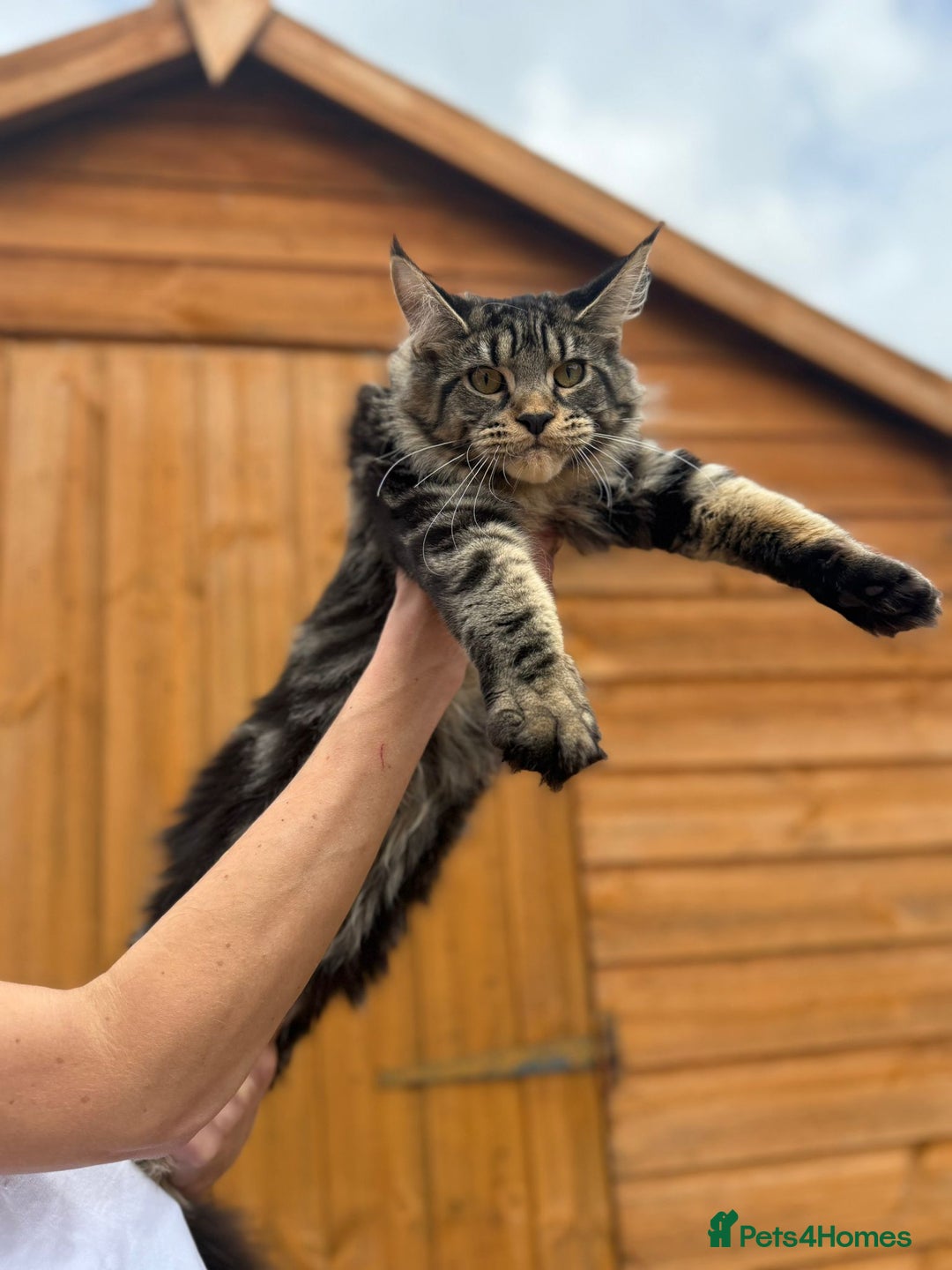 Maine Coon cats for sale: Female MCO - Image 6