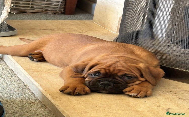 Boxer dogs - Advert 1