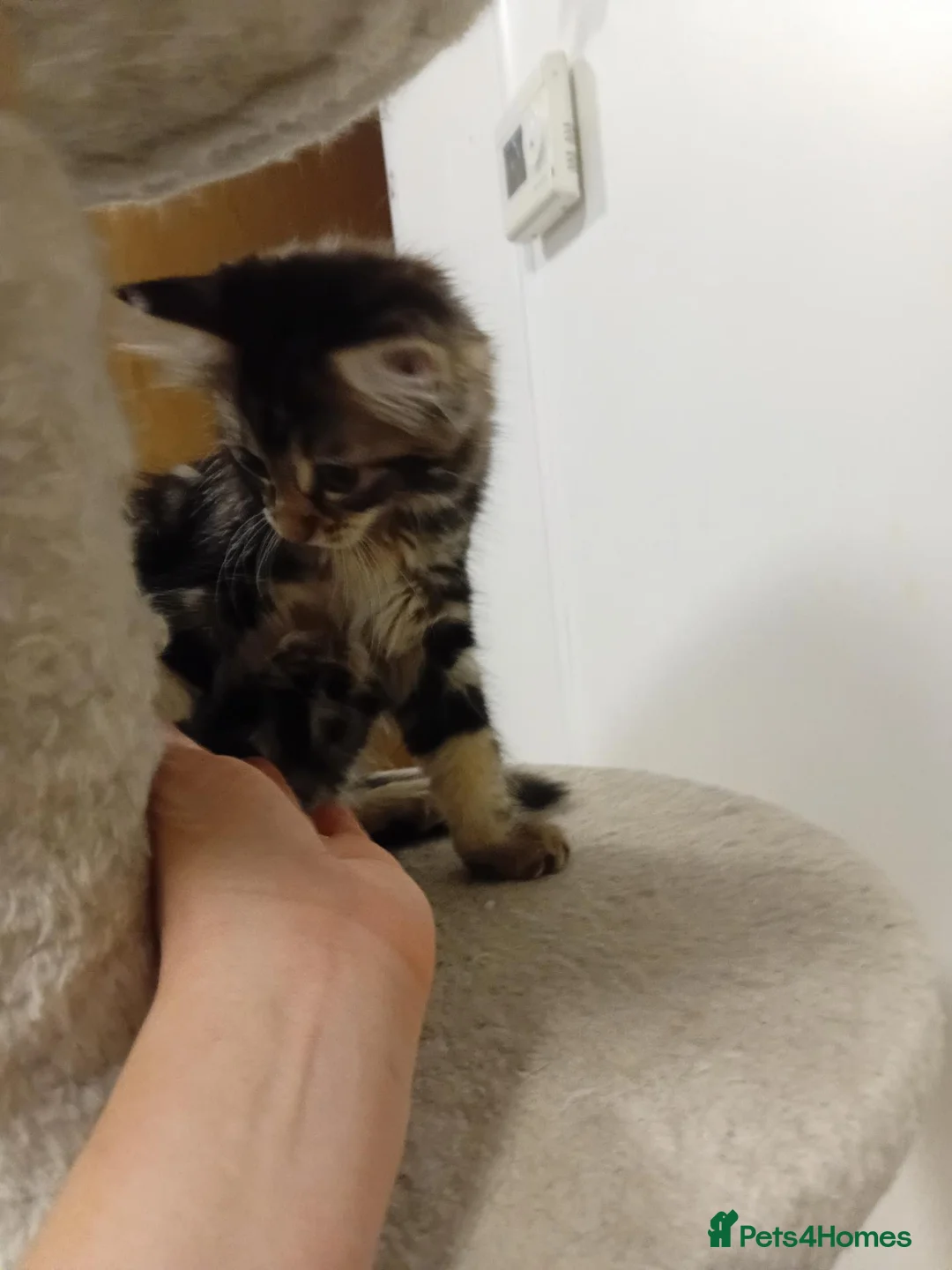 Norwegian Forest Cat cats for sale: Ms leady - Advert 1