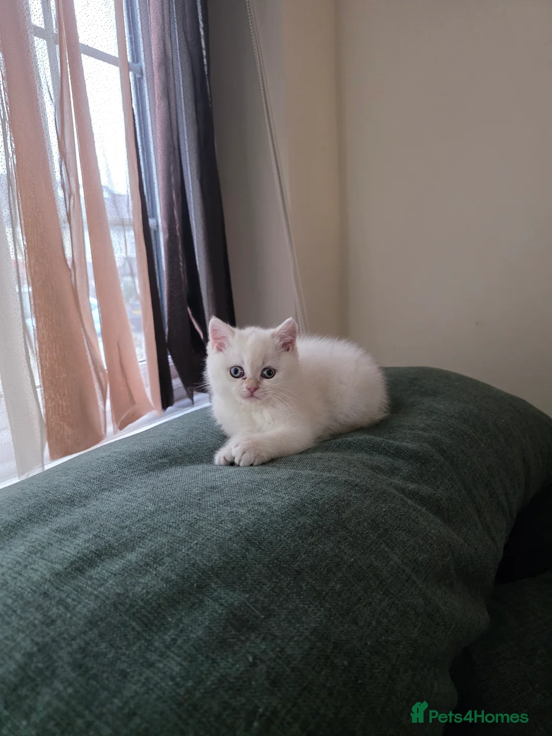 British Shorthair cats for sale: B.Shorthair Kittens Raised in a Loving Family Home - Advert 15