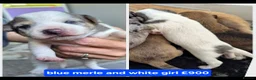 Jack Russell dogs for sale: Jack russell puppies in Emsworth - Advert 3