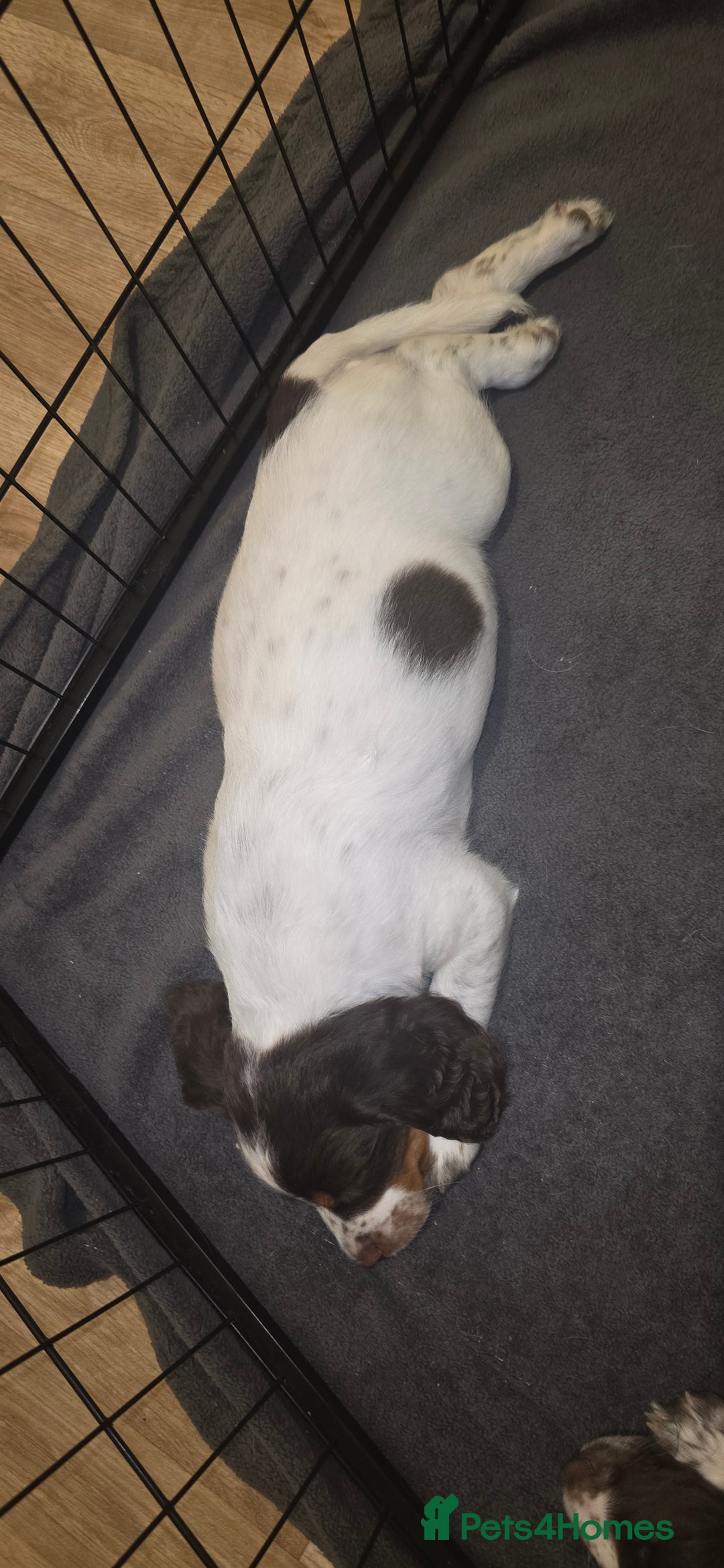 Sprocker dogs for sale: Home-Reared Sprocker Puppies  - Advert 18